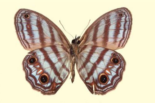 DosisdeNaturtaleza: Descubren una nueva especie de mariposa en la selva amazónica